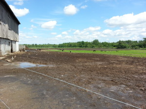 Stoddart Family Farm | Grassfed Beef | Pastured Pork | Kawartha Lakes, Ontario | AmandaNaturally.com